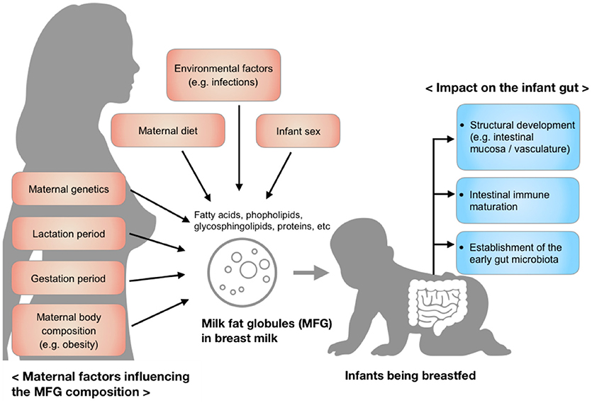 milk-nutrition-facts-and-health-benefits